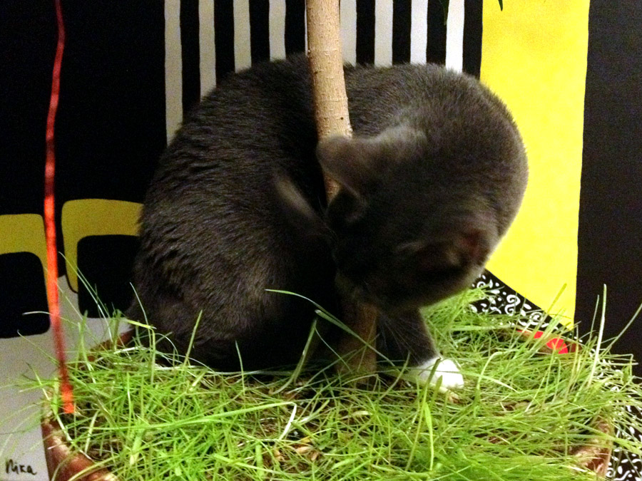 IMG_2228 (1) копия